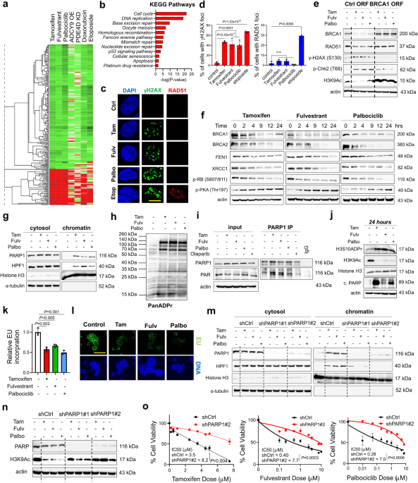 Toxic PARP trapping upon cAMP-induced DNA damage reinstates the efficacy of endocrine therapy and CDK4/6 inhibitors in treatment-refractory ER+ breast