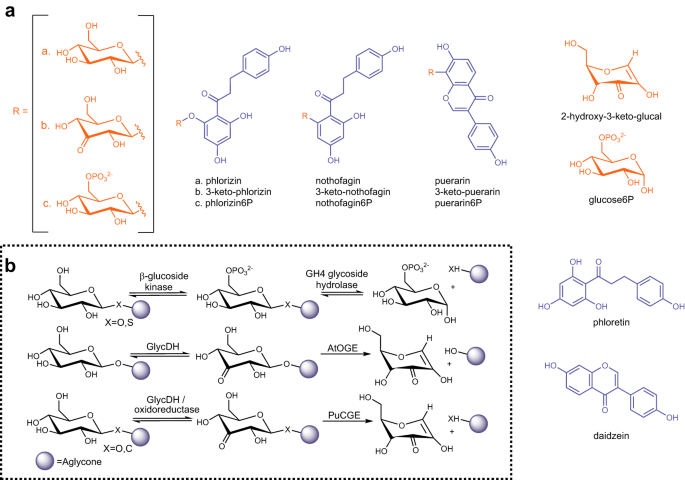 Identification of levoglucosan degradation pathways in bacteria and  sequence similarity network analysis