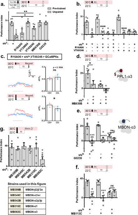 Forgotten memory storage and retrieval in Drosophila