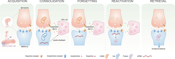 Forgotten memory storage and retrieval in Drosophila