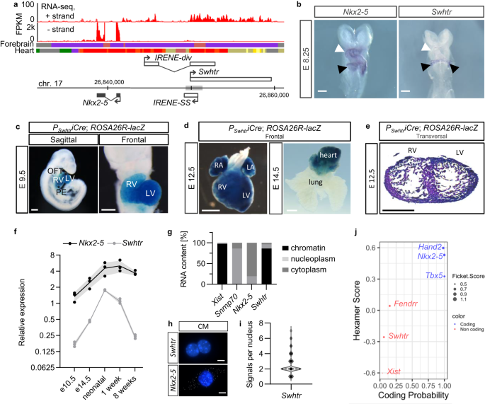 The lncRNA Sweetheart regulates compensatory cardiac hypertrophy