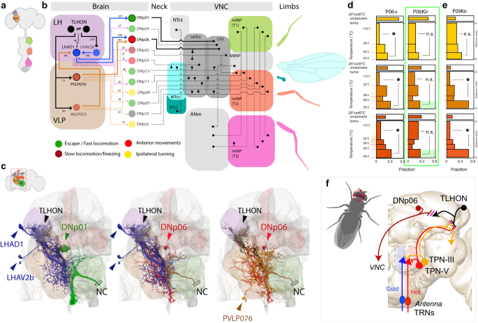 Thermosensory processing in the Drosophila brain