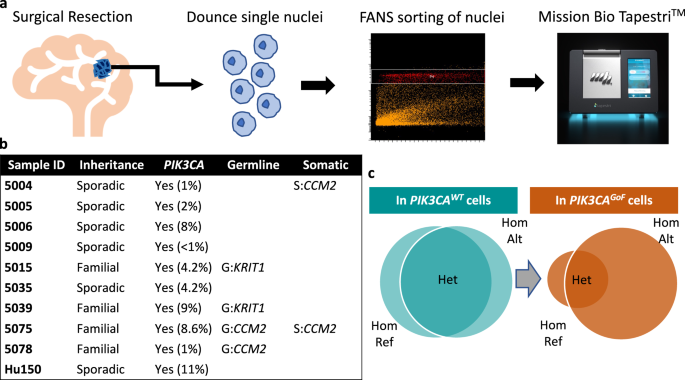 single-nucleus-dna-sequencing-reveals-hidden-somatic-loss-of-heterozygosity-in-cerebral-cavernous-malformations-nature-communications