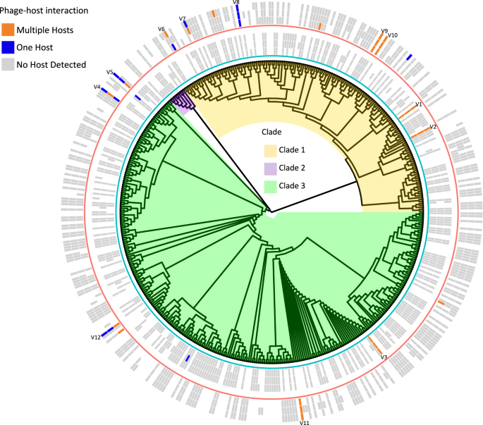 Piggyback-the-Winner in host-associated microbial communities