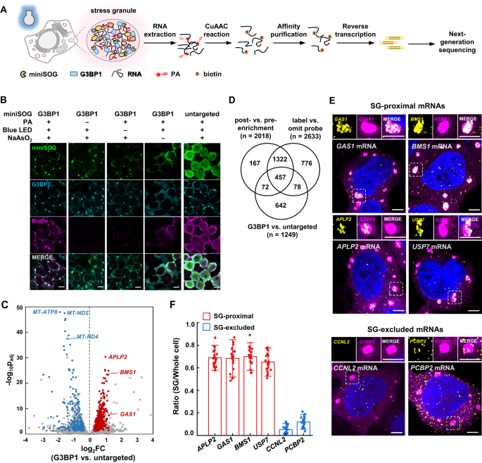 https://media.springernature.com/m685/springer-static/image/art%3A10.1038%2Fs41467-023-43194-2/MediaObjects/41467_2023_43194_Fig1_HTML.png