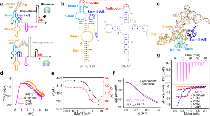 Schematic diagram of fluorescent labeled RNA EMSA. a Preparation of RNA