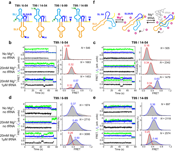 Schematic diagram of fluorescent labeled RNA EMSA. a Preparation of RNA