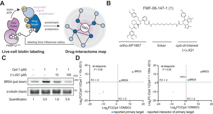 biotin and glutathione interaction A biotin targeting chimera (BioTAC) system to map small molecule  interactomes in situ