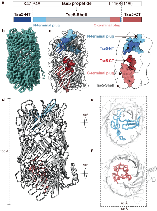 Structural and functional insights into the delivery of a bacterial Rhs  pore-forming toxin to the membrane