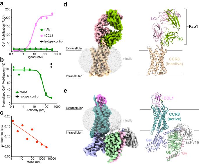 Structural basis of antibody inhibition and chemokine activation of the human CC chemokine receptor 8