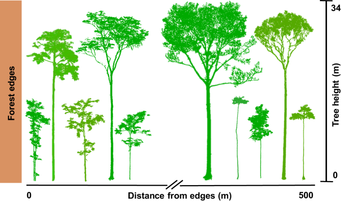 Edge effects on tree architecture exacerbate biomass loss of 