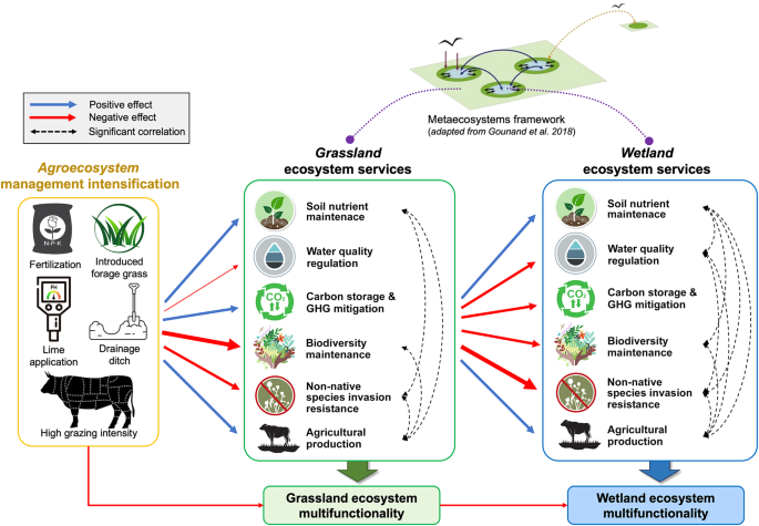 Intentional release of native species undermines ecological stability