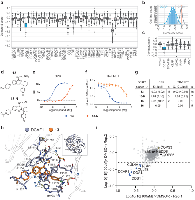 cy gabriel glutathione with milk DCAF1-based PROTACs with activity against clinically validated targets  overcoming intrinsic- and acquired-degrader resistance