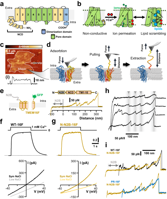 Structural heterogeneity of the ion and lipid channel TMEM16F