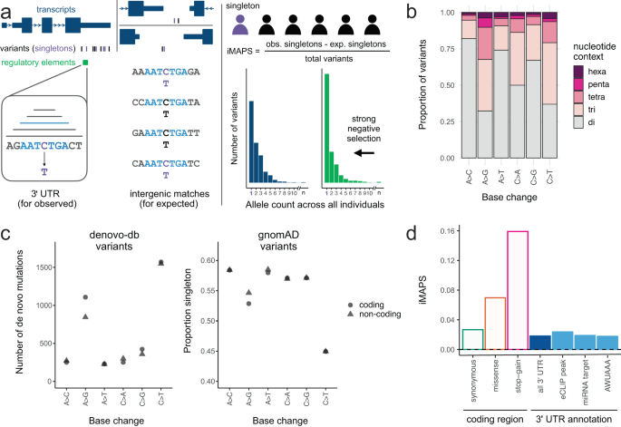 Quantifying negative selection in human 3ʹ utrs uncovers constrained targets of rna-binding proteins