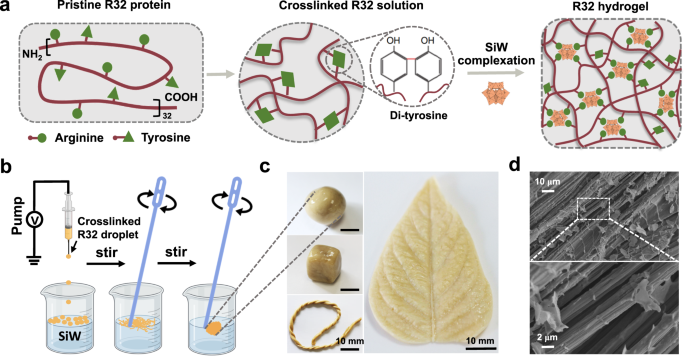Programmable adhesion and morphing of protein hydrogels for underwater robots - Nature.com