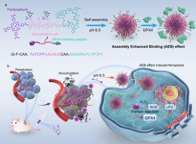 dosage cjc 1295 ipamorelin How to Dose CJC-1295 and Ipamorelin: Research Guide
