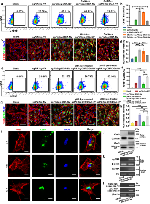 Bacterial protoplast-derived nanovesicles carrying CRISPR-Cas9 tools  re-educate tumor-associated macrophages for enhanced cancer immunotherapy
