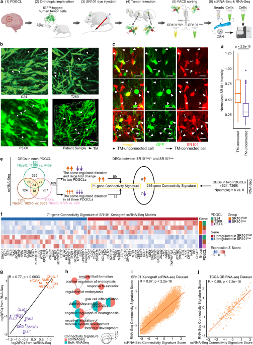 lsm-2004 pimpandhost 1038)))))))''''' A clinically applicable connectivity signature for glioblastoma includes  the tumor network driver CHI3L1 | Nature Communications