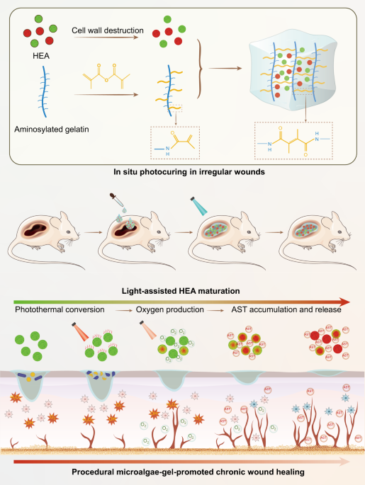Programmed microalgae-gel promotes chronic wound healing in diabetes |  Nature Communications