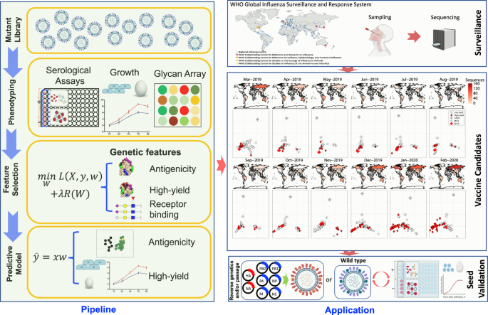 MAIVeSS: streamlined selection of antigenically matched, high 