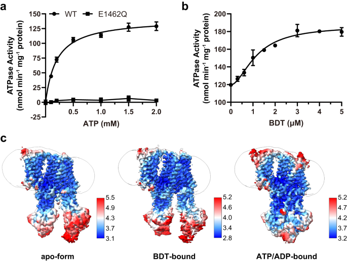 nature vore glutathione Transport mechanism of human bilirubin transporter ABCC2 tuned by the inter-module regulatory domain korean beauty products Vitamin B complex injection Flavor:Duo Pack (Blue Raspberry + Mixed Berry)