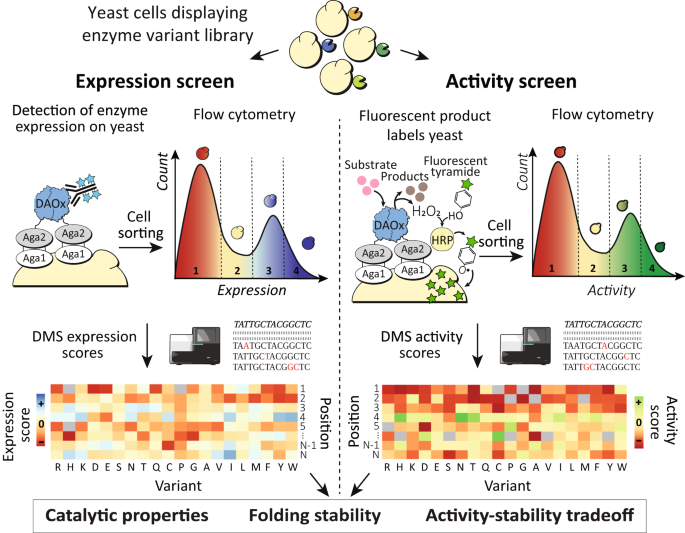 Understanding activi