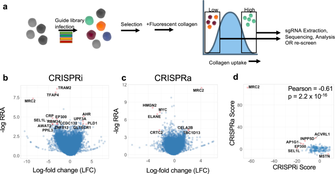 Genome-wide screens identify SEL1L as an intracellular rheostat ... - Nature