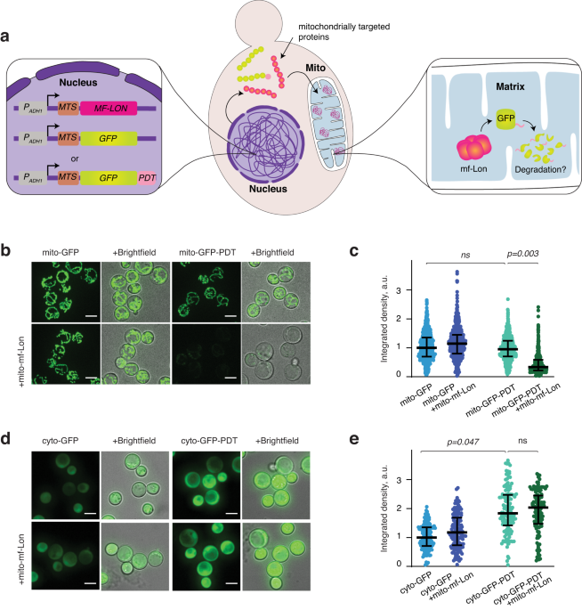A system for inducible mitochondria-specific protein degradation
