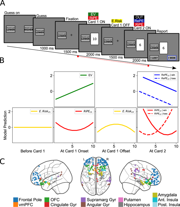 Temporally organized representations of reward and risk in the ...