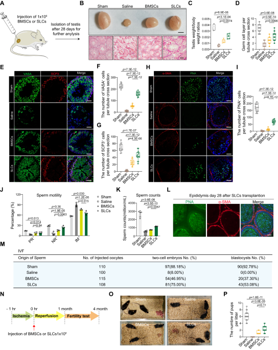 Stem leydig cells support macrophage immunological homeostasis through mitochondrial transfer in mice