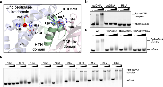 The Deinococcus protease PprI senses DNA damage by directly interacting with single-stranded DNA - N