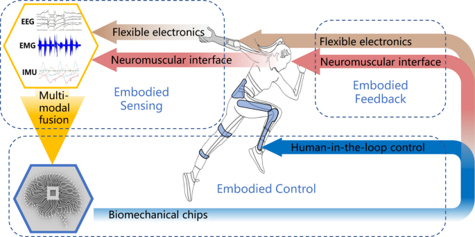 Shaping high-performance wearable robots for human motor and sensory  reconstruction and enhancement