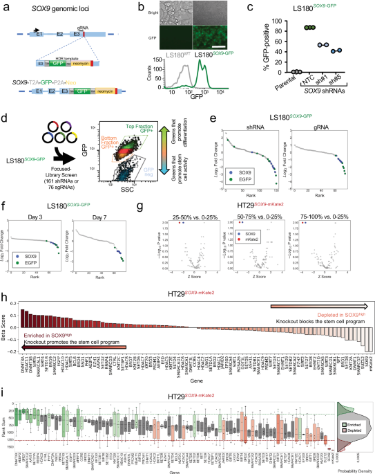 Identifying regulators of aberrant stem cell and differentiation activity in colorectal cancer using