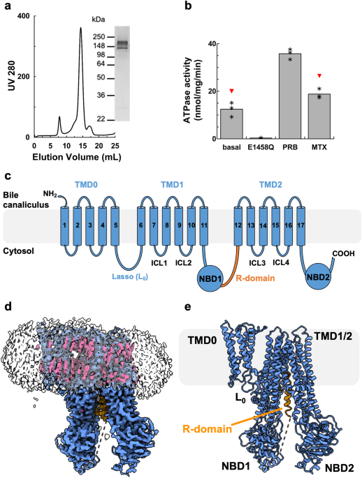 Structural basis for the modulation of MRP2 activity by phosphorylation and drugs