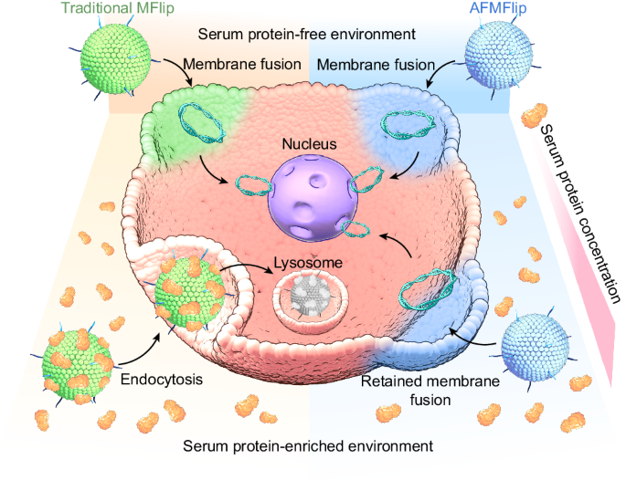 An antifouling membrane-fusogenic liposome for effective 