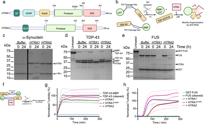 HTRA1 disaggregates α-synuclein amyloid fibrils and converts them 