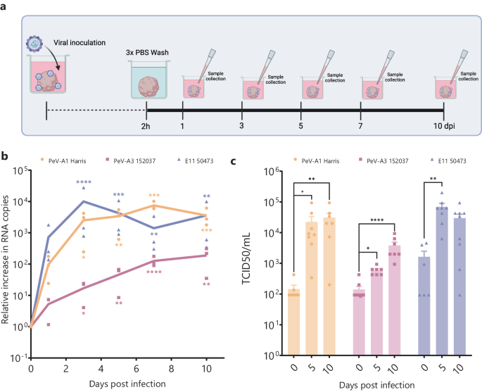 Parechovirus infection in human brain organoids: host innate inflammatory response and not neuro-infectivity correlates to neurologic disease