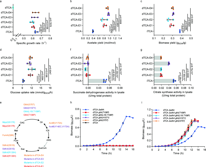 A citric acid cycle-deficient escherichia coli as an efficient chassis for aerobic fermentations