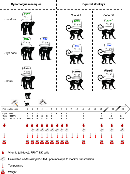 Trade-offs shaping transmission of sylvatic dengue and Zika viruses in monkey hosts