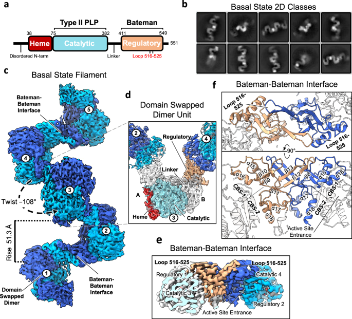 Architecture and regulation of filamentous human cystathionine  beta-synthase | Nature Communications