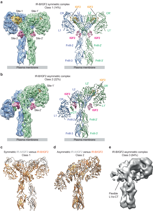 Activation of the insulin receptor by insulin-like growth factor 2