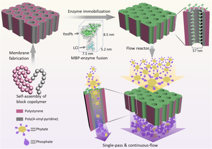 An enzymatic continuous-flow reactor based on a pore-size matching nano- and isoporous block copolymer membrane