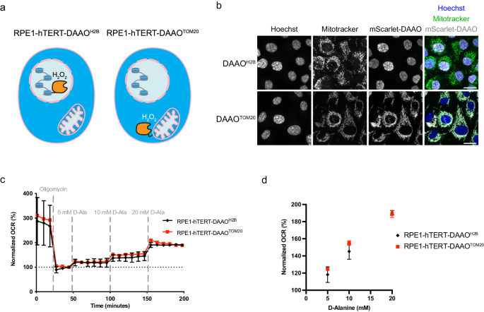 Mitochondrial H2O2 release does not directly cause damage to 