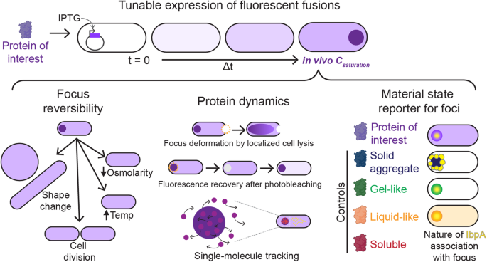 an-experimental-framework-to-assess-biomolecular-condensates-in-bacteria-nature-communications