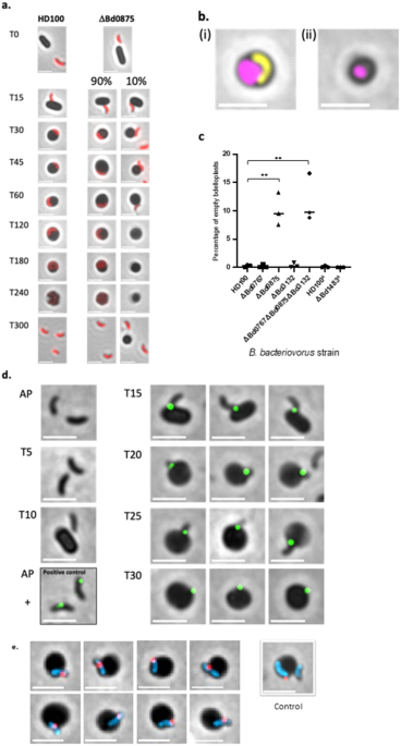 Prey killing without invasion by Bdellovibrio bacteriovorus defective for a MIDAS-family adhesin — Nature.com
