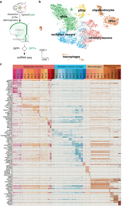 Reconstruction of macroglia and adult neurogenesis evolution through cross-species single-cell transcriptomic analyses