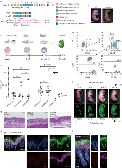 Skin graft with dermis and appendages generated in vivo by ...