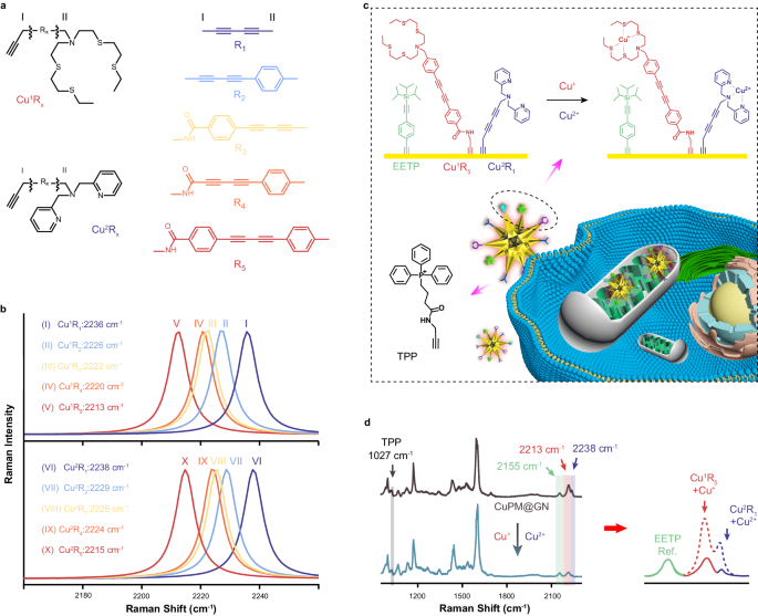 Alkyne-tagged SERS nanoprobe for understanding Cu+ and Cu2+ conversion in cuproptosis processes