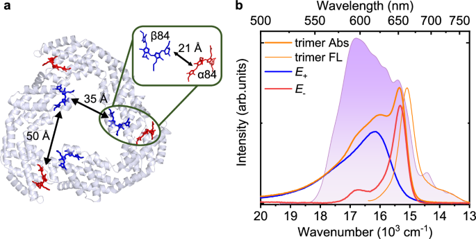 Quantum phase synchronization via exciton-vibrational energy ... - Nature
